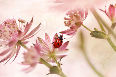 poster-print-ladybird-and-pink-flowers-x