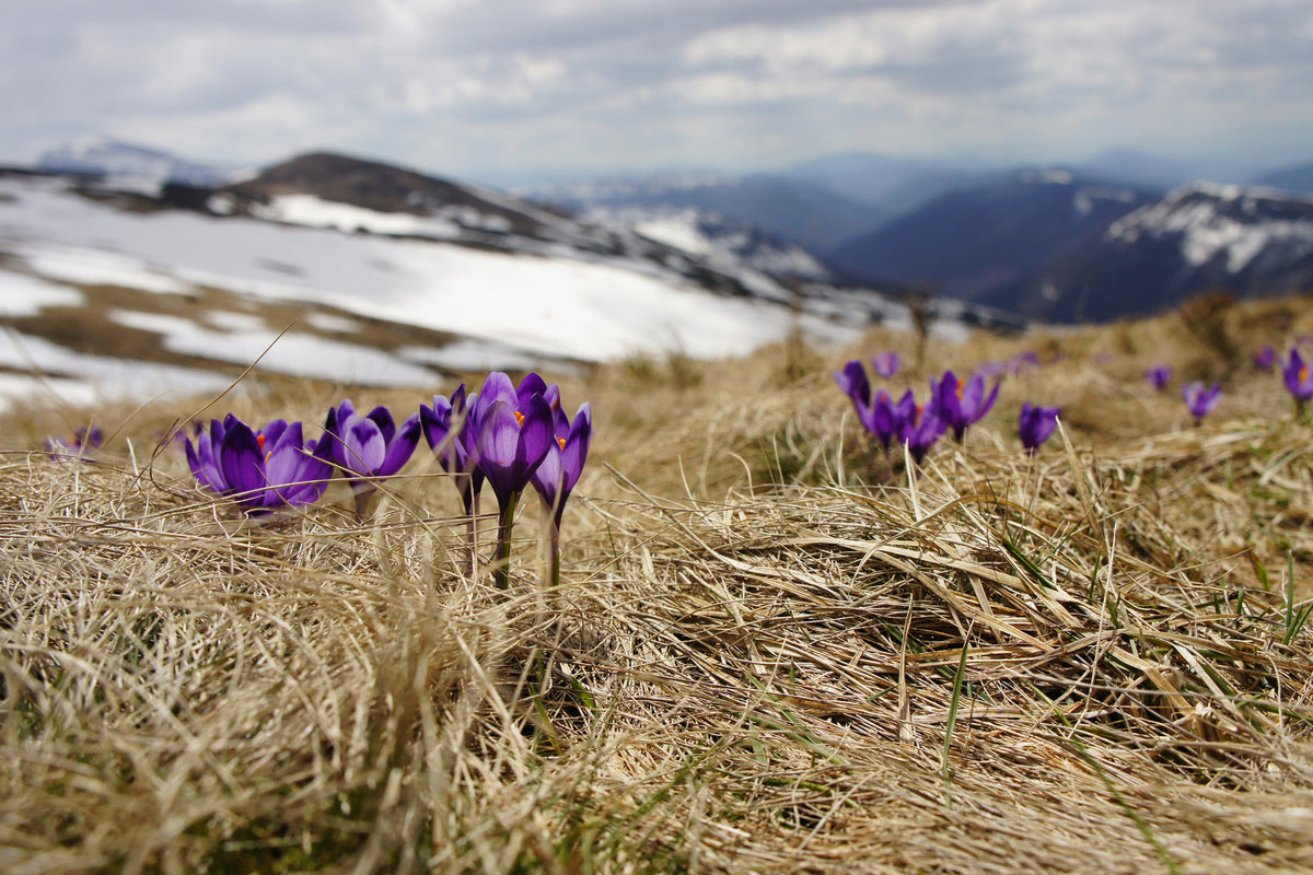 framedposter-print-purple-crocus