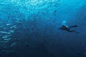 canvas-print-in-a-fishschool-of-barracudas-x