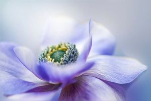 acrylic-print-anemone-de-caen-x