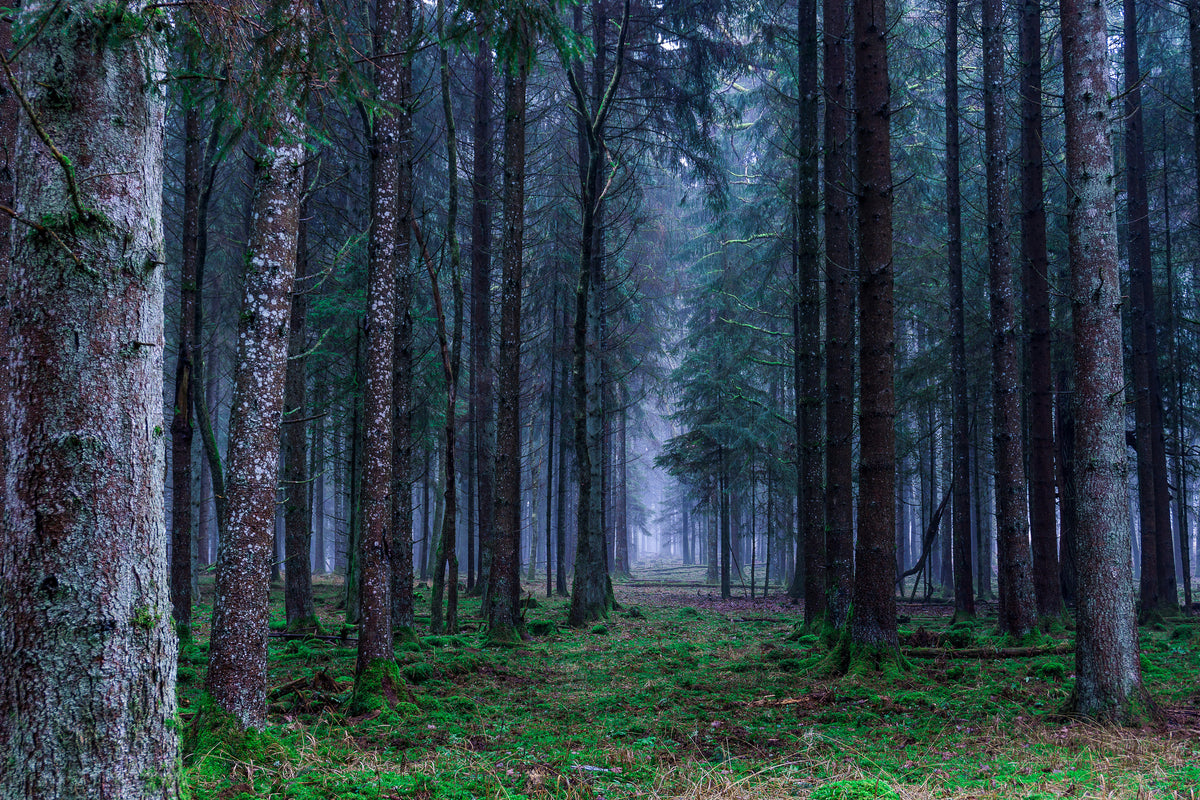 canvas-print-fir-trees-forest