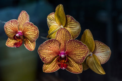 poster-print-orchidaceae