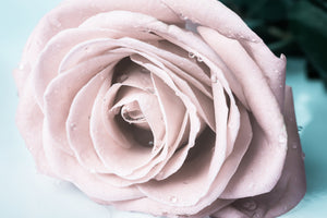 framedposter-print-pastel-rose