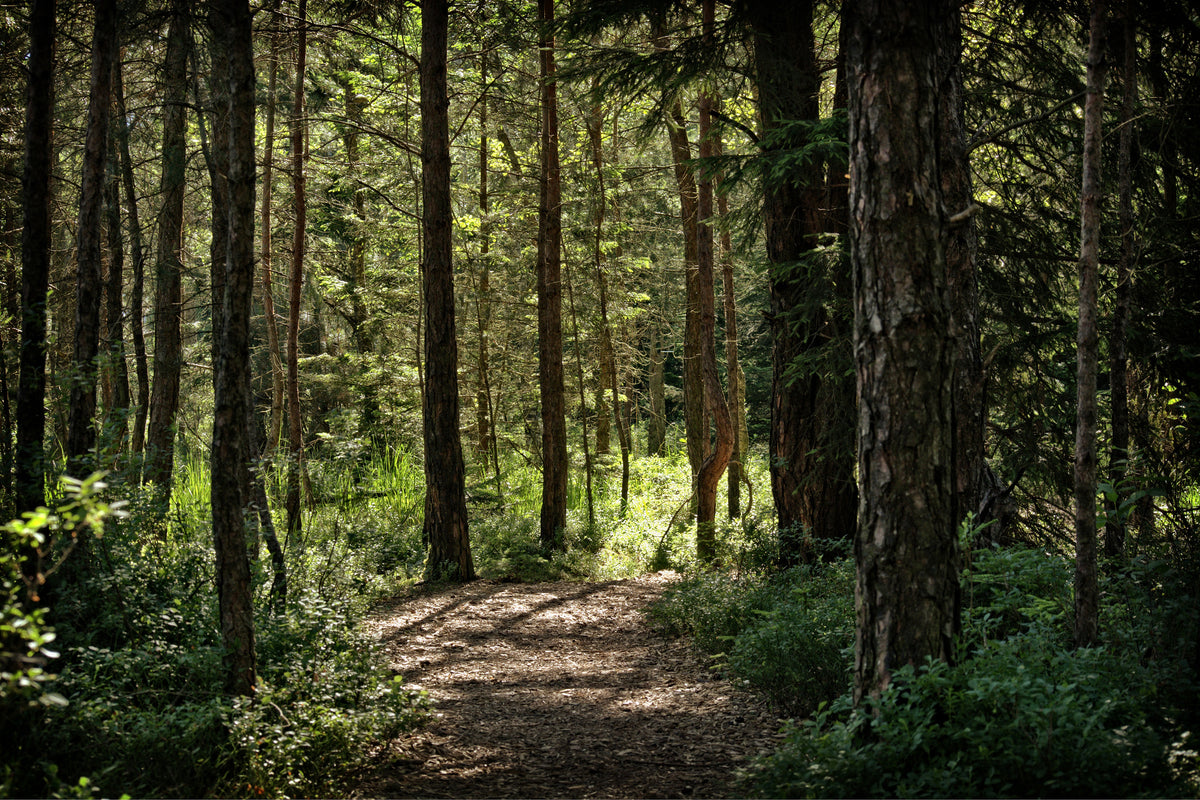 3-piece-canvas-print-many-trees