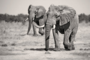 framedcanvas-print-twin-elephants-x