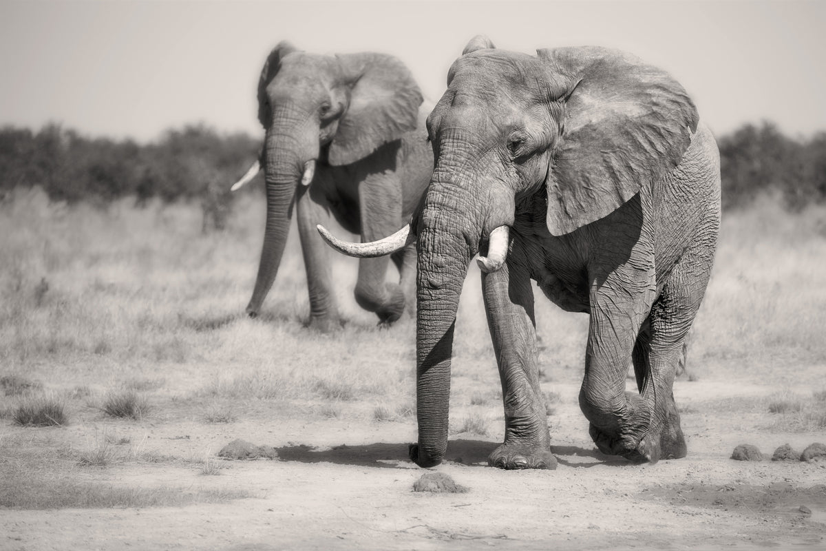framedcanvas-print-twin-elephants-x