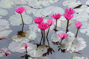 poster-print-jump-in-the-lily-pond
