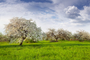aluminium-print-apple-tree-garden