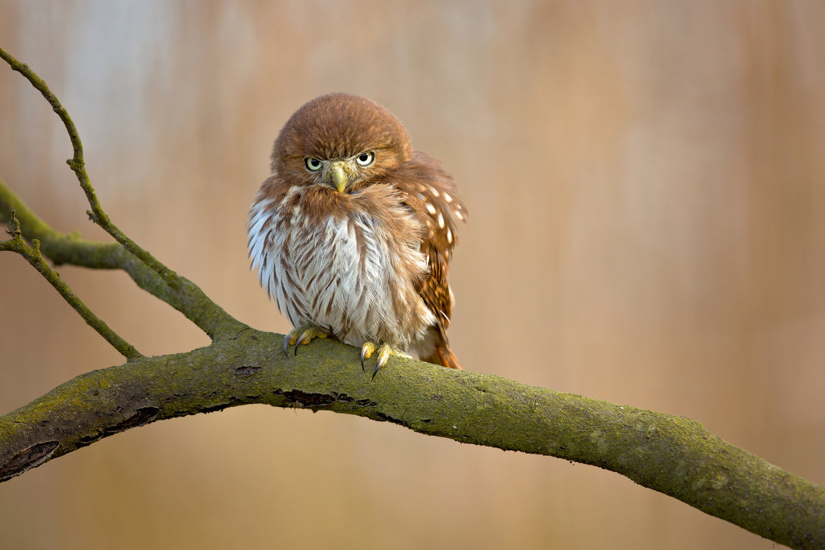 framedcanvas-print-ferruginous-pygmy-owl-x