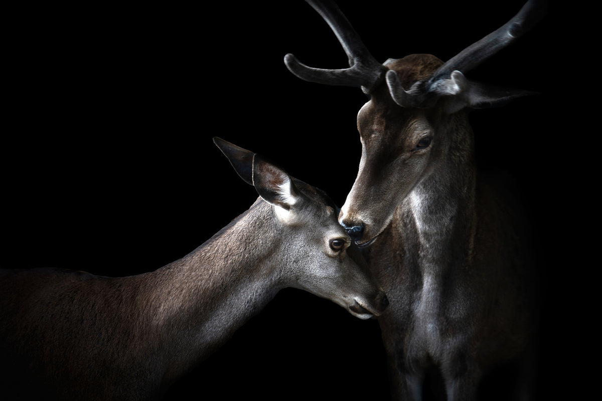 canvas-print-tenderness-x