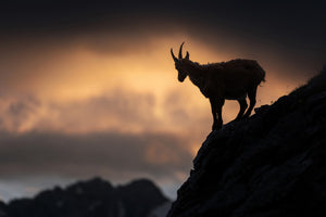 framedcanvas-print-alpine-ibex-x