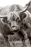 framedposter-print-the-bull-x