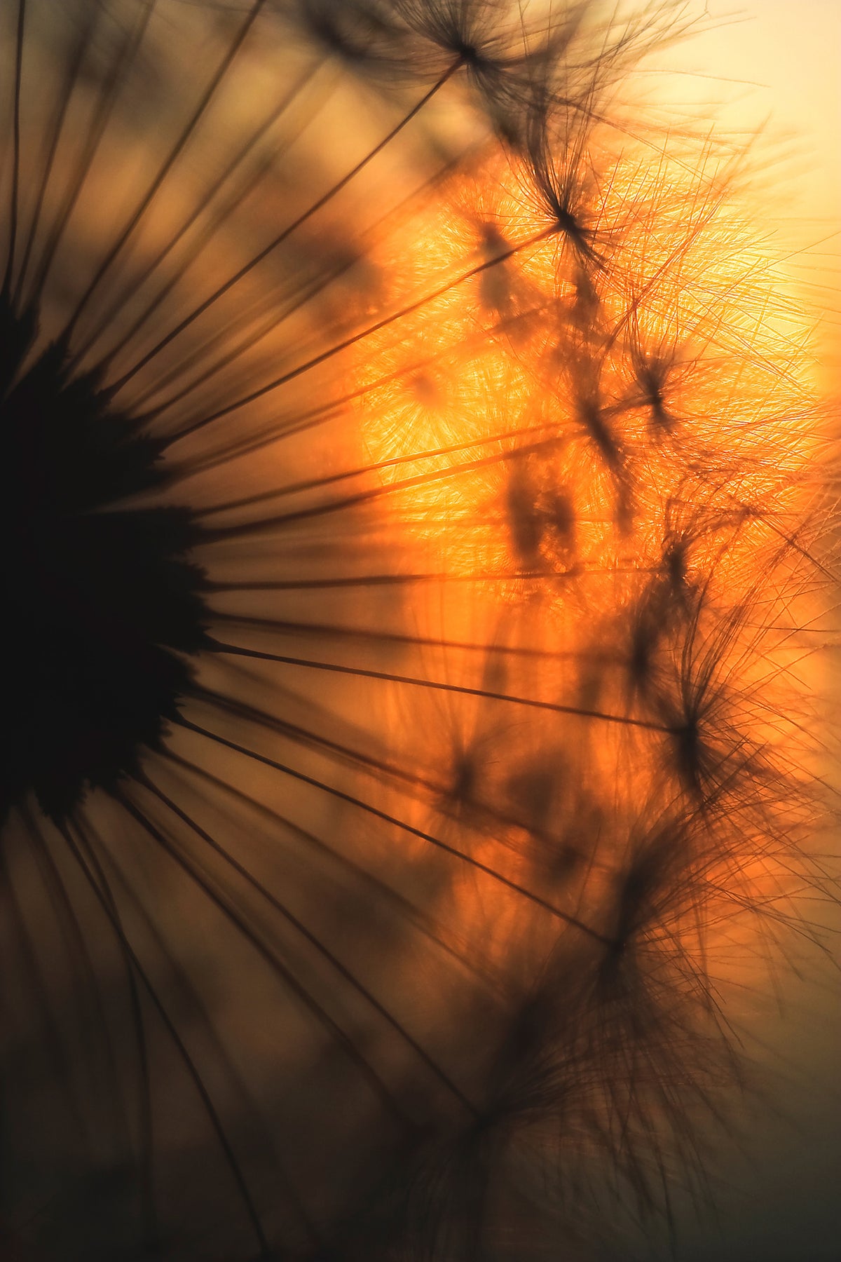 framedcanvas-print-sunset-x