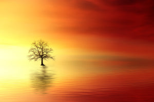 modern-3-piece-canvas-print-the-tree-in-the-water