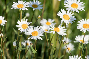3-piece-acrylic-print-xl-daisies