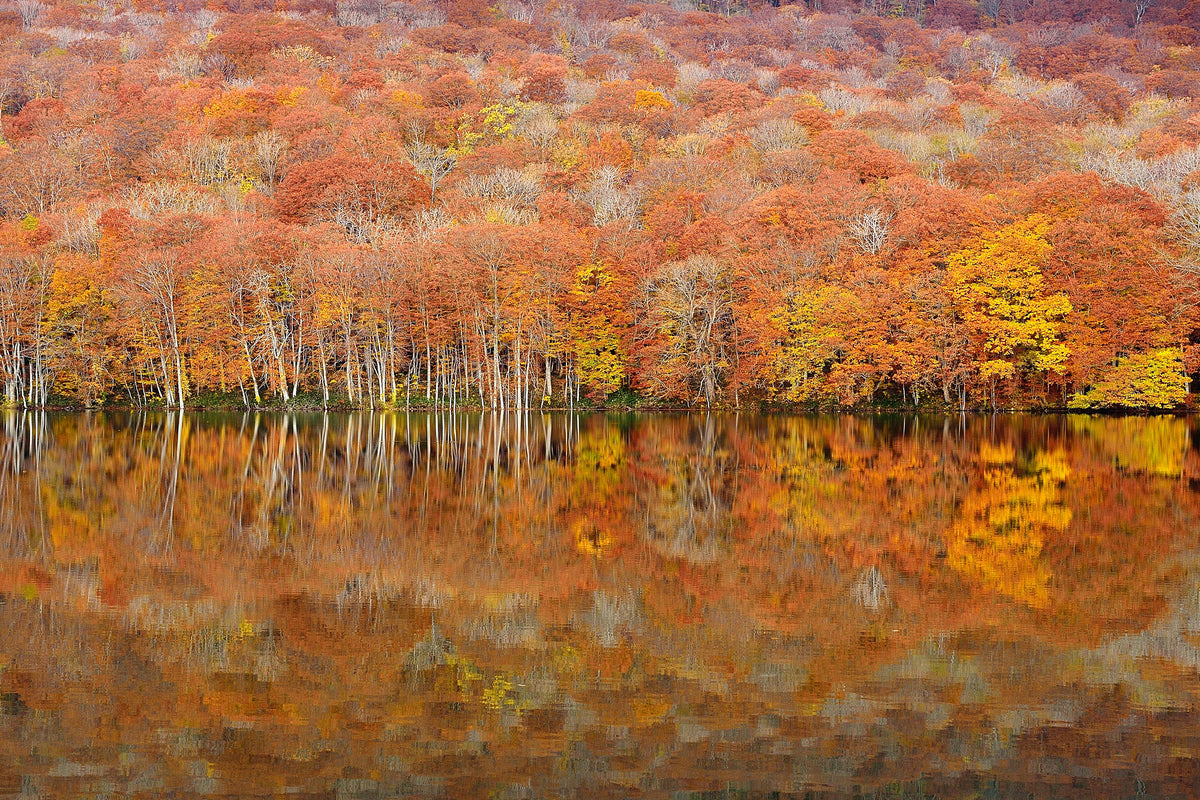 poster-print-glowing-autumn-x