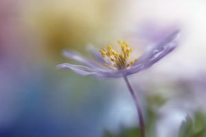 acrylic-print-springtime-watercolor