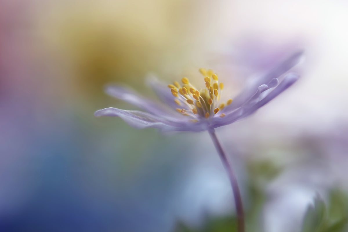 acrylic-print-springtime-watercolor