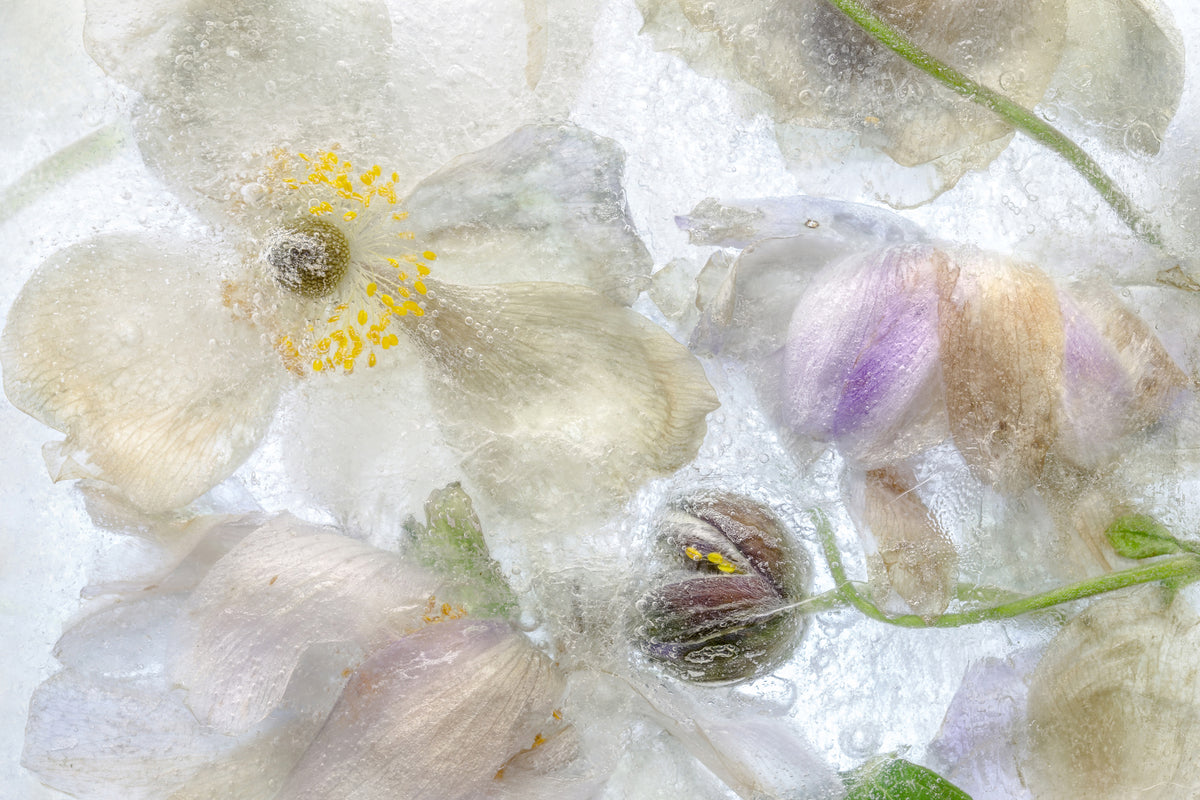 poster-print-anemone-frost-x
