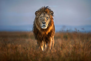 poster-print-lion-close-up-x