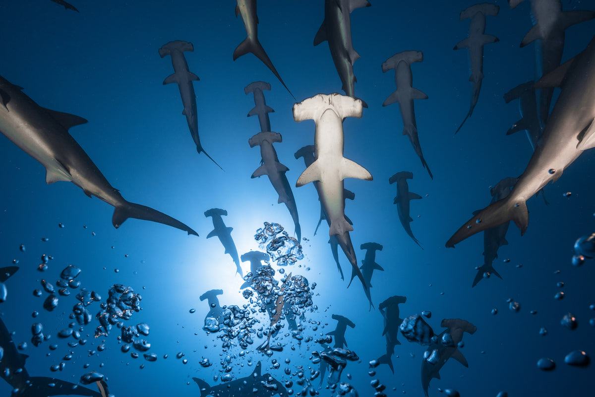 framedcanvas-print-hammerhead-shark