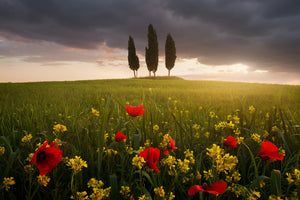 aluminium-print-blooming-tuscany-x