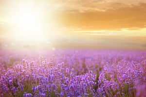 aluminium-print-sunset-in-lavender-field