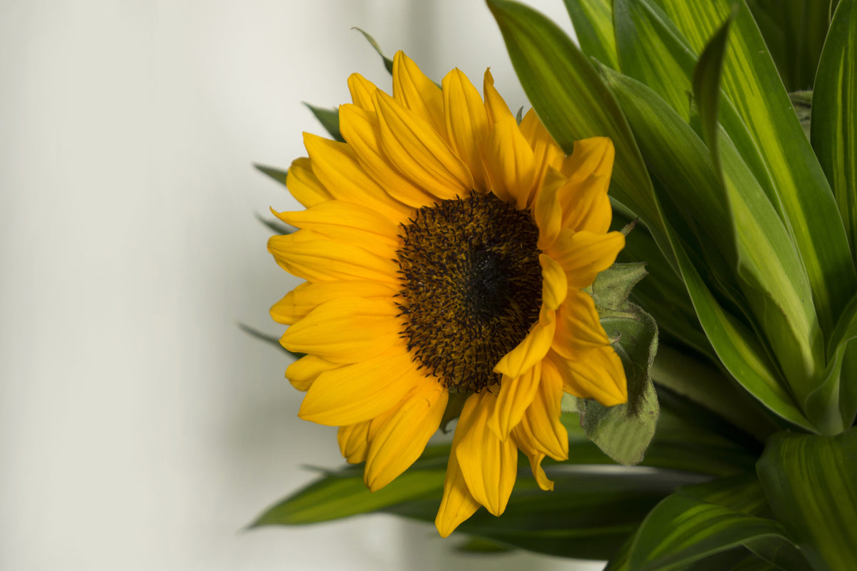 acrylic-print-beautiful-sunflower