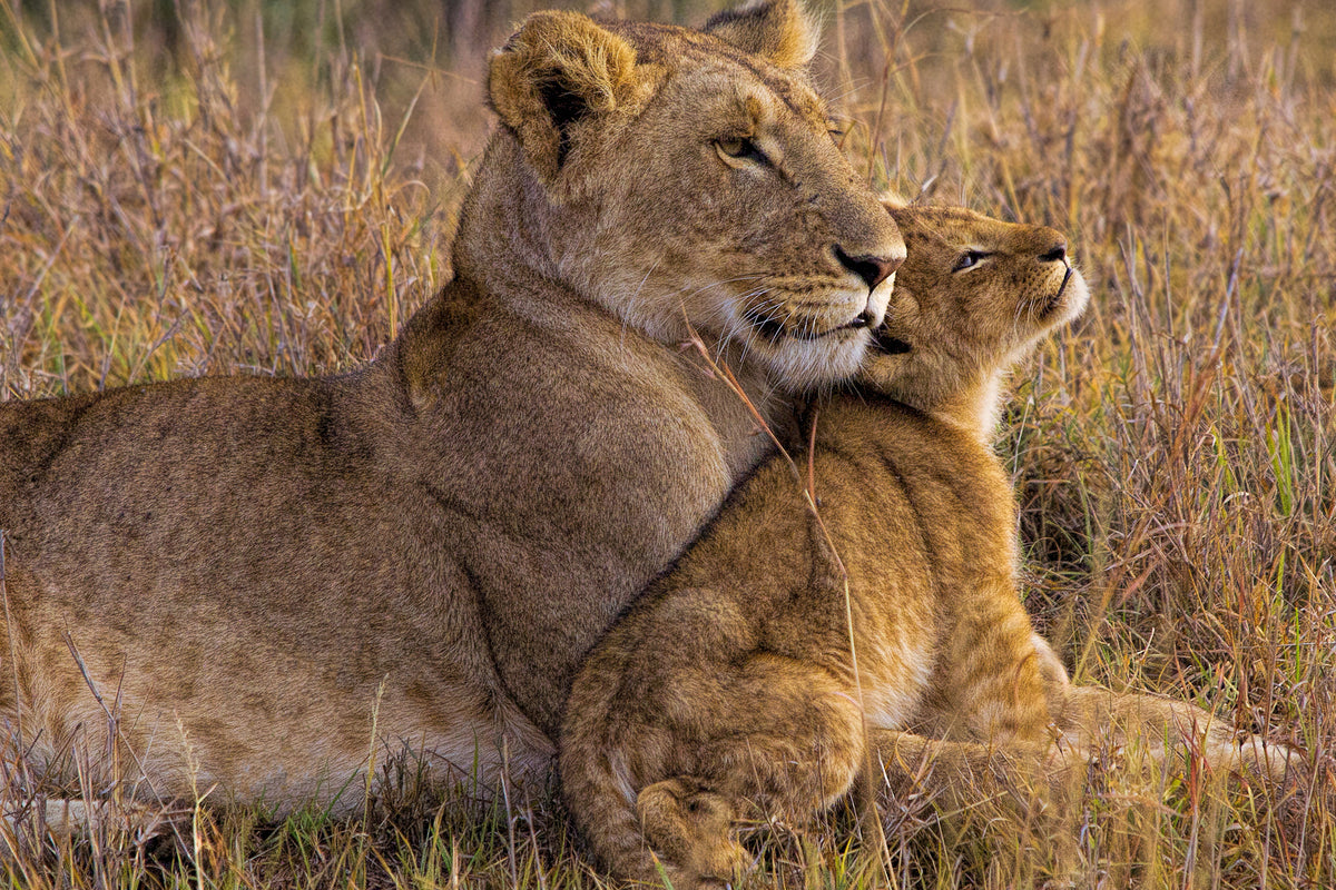 canvas-print-baby-lion-with-mother-x