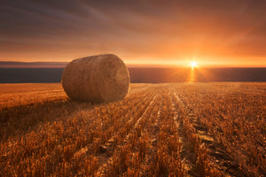 poster-print-gold-harvest-x