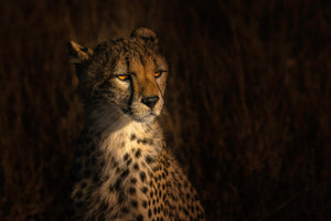 framedcanvas-print-the-portrait-of-a-cheetah-x