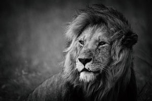 aluminium-print-regal-x