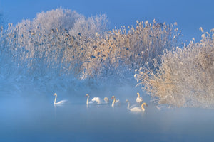 3-piece-aluminium-print-blue-swan-lake