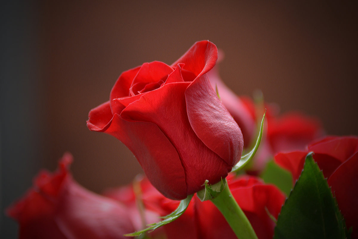 3-piece-aluminium-print-red-rose-in-xl