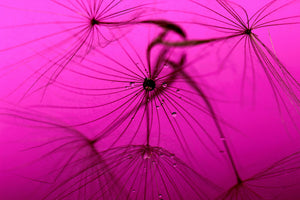 modern-3-piece-aluminium-print-dandelion-in-pink