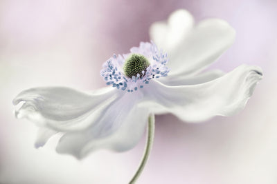 poster-print-anemone-breeze