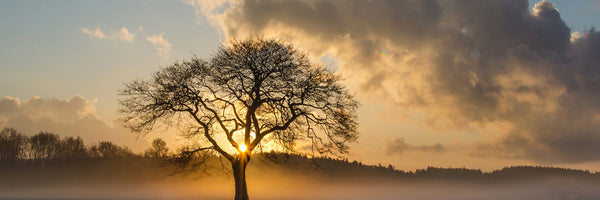 panoramic-acrylic-print-a-lonely-tree-panorama