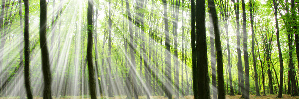 panoramic-acrylic-print-magic-light-in-the-trees-panorama
