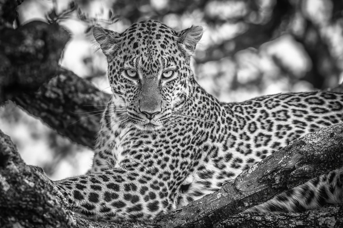 aluminium-print-monochrome-beauty-x