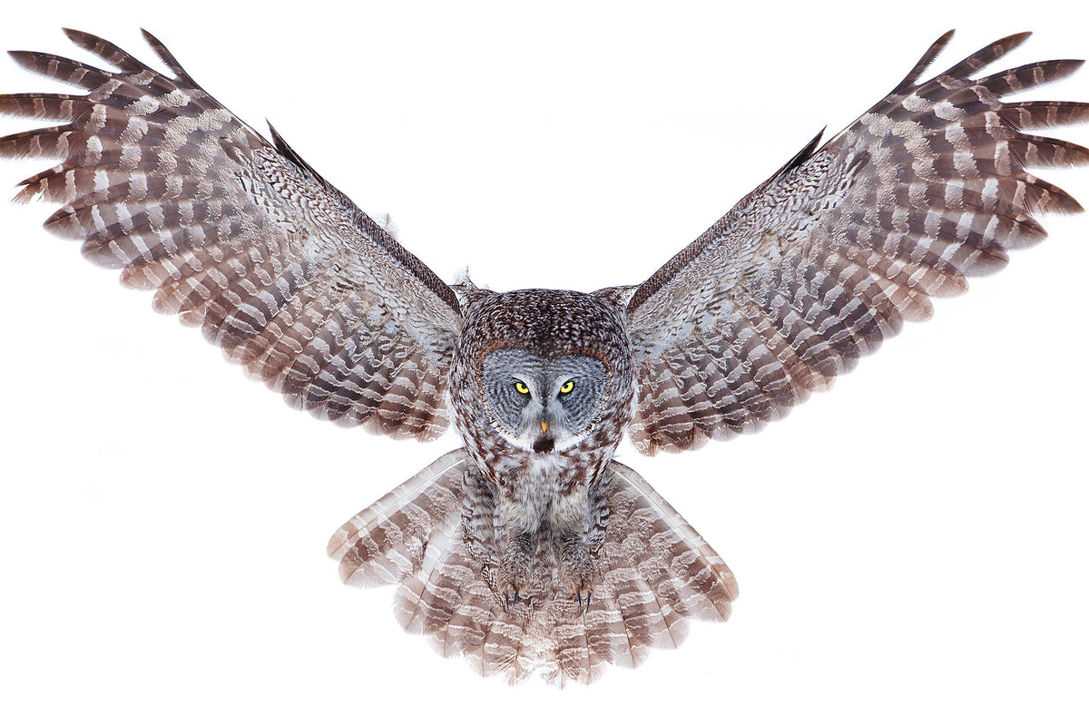 acrylic-print-power-great-grey-owl