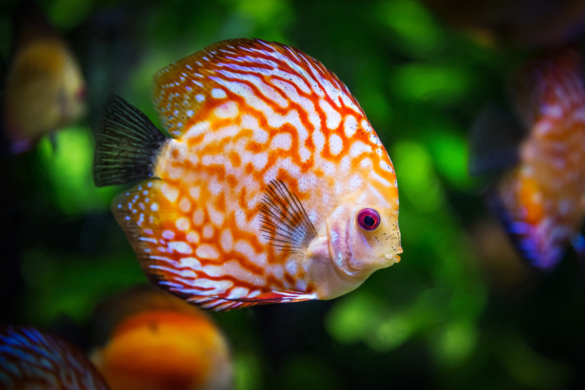 canvas-print-the-discus-fish