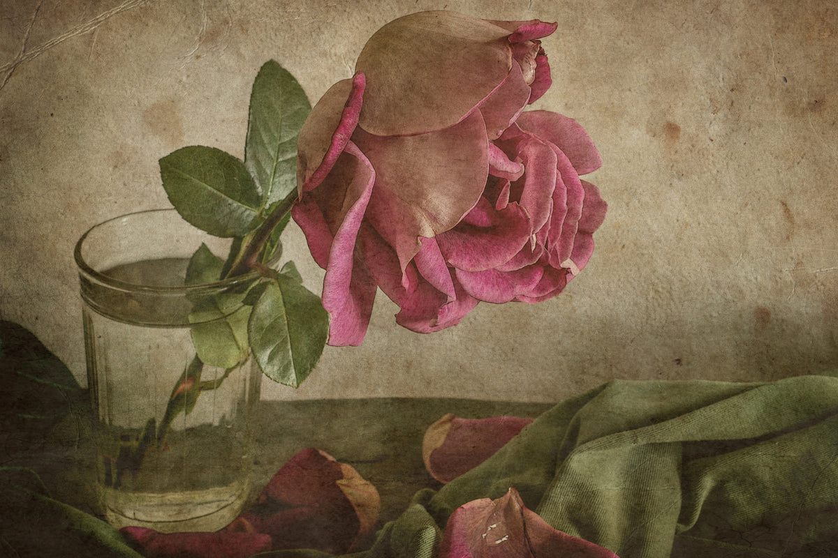poster-print-tear-of-rose-x