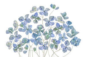 aluminium-print-hydrangea-xmy
