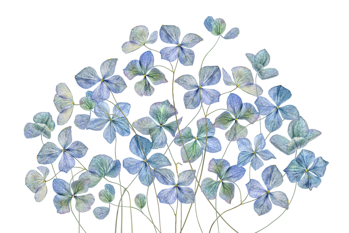 aluminium-print-hydrangea-xmy