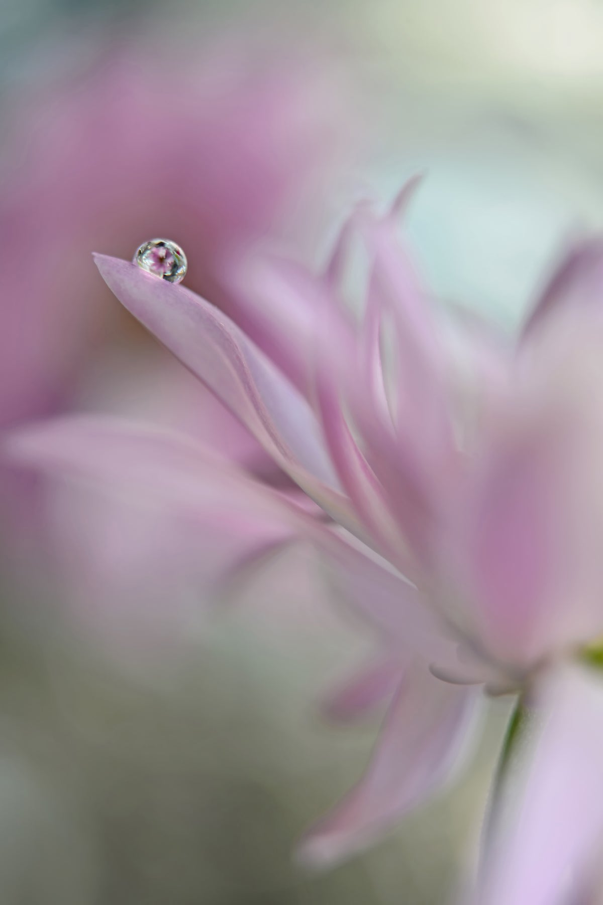 canvas-print-in-pink-delight