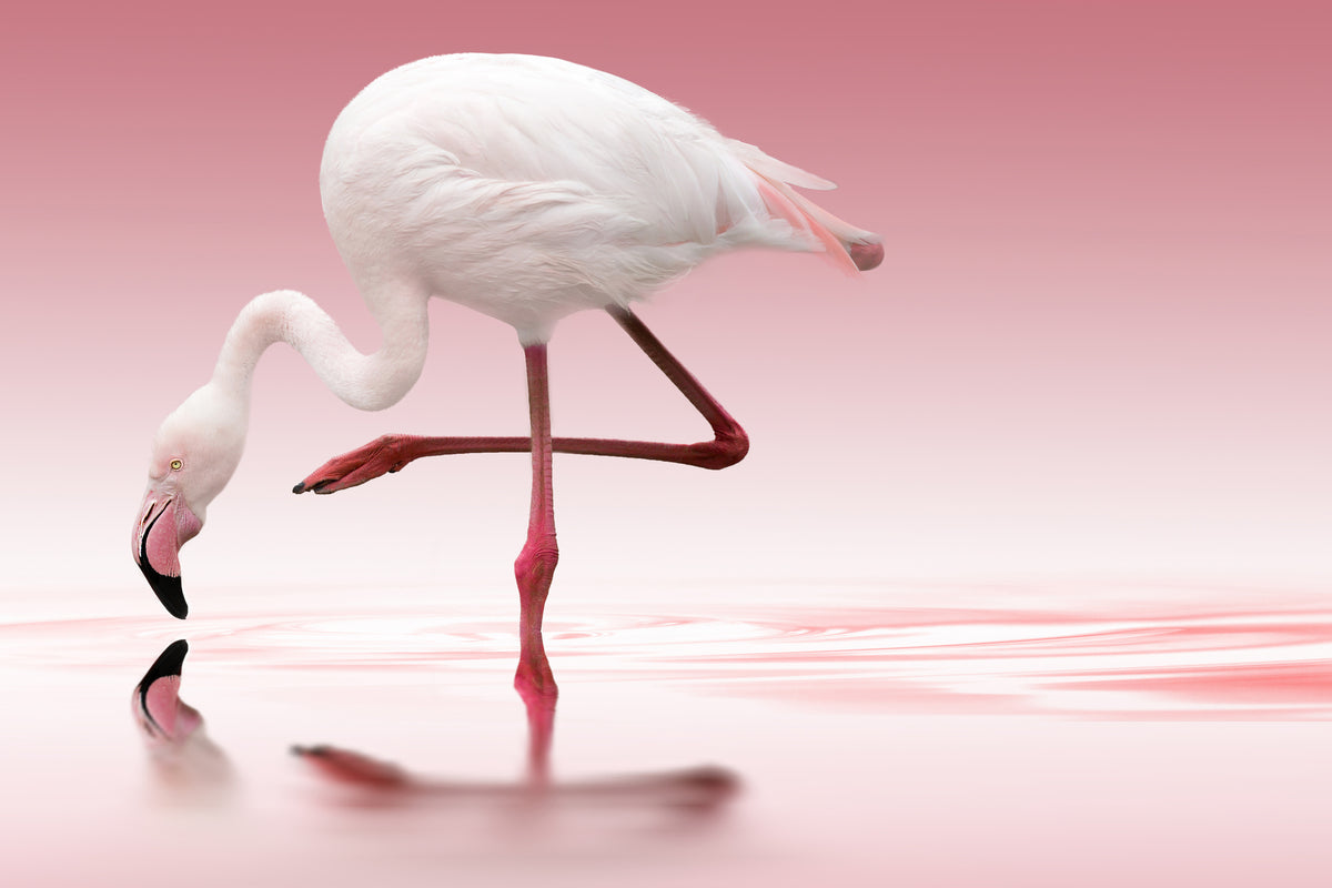 canvas-print-flamingo