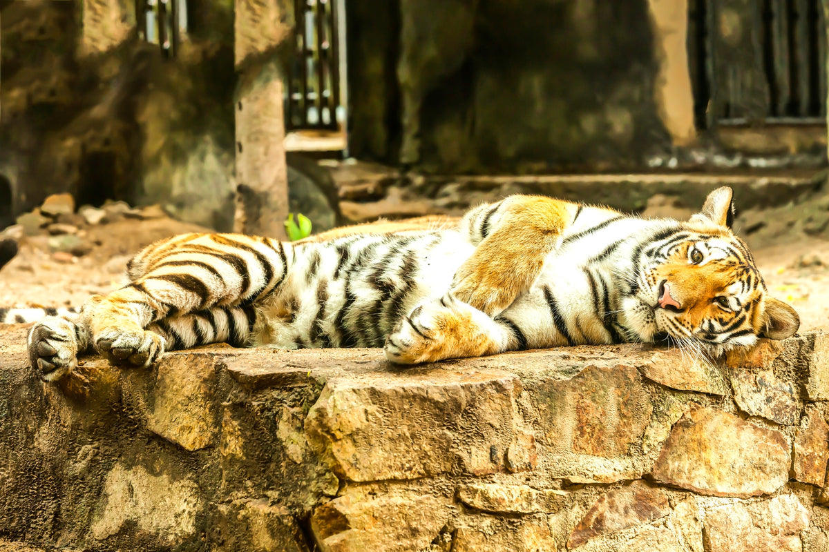 3-piece-canvas-print-the-siberian-tiger