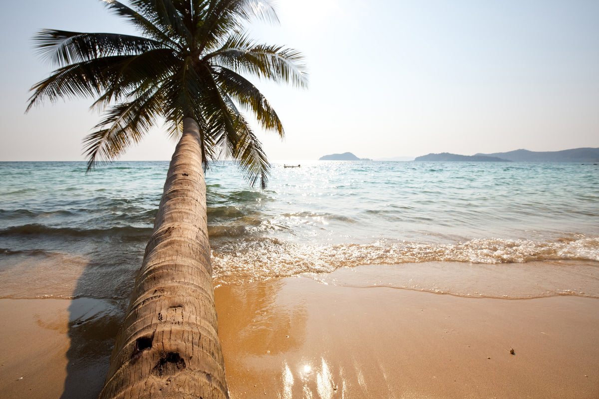 canvas-print-palm