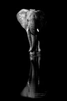 canvas-print-elephant-xsa