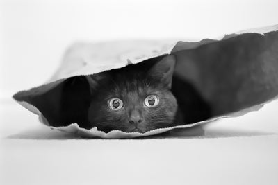 poster-print-cat-in-a-bag-x
